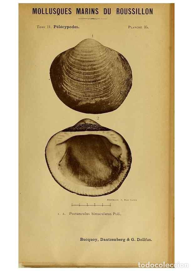 Collezionismo di Riviste e Giornali: Reproducci&oacute;n/Reproduction 49807271827: Les mollusques marins du Roussillon. Paris :J.-B. Bailli&egrave;re,[