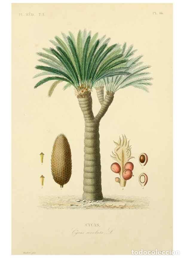 Collezionismo di Riviste e Giornali: Reproducci&oacute;n/Reproduction 49583523181: Le R&egrave;gne v&eacute;g&eacute;tal;. Paris,L. Gu&eacute;rin,1870-72.. - R&eacute;veil, O.