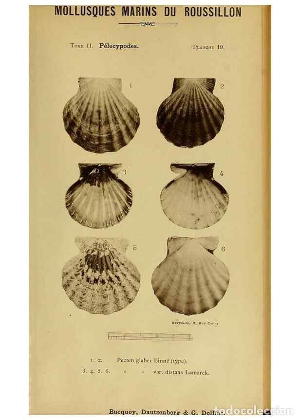 Collezionismo di Riviste e Giornali: Reproducci&oacute;n/Reproduction 49806402123: Les mollusques marins du Roussillon. Paris :J.-B. Bailli&egrave;re,[
