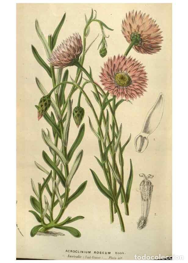 Collezionismo di Riviste e Giornali: Reproducci&oacute;n/Reproduction 49583890041: Flore des serres et des jardins de l'Europe. A Gand :chez Lou