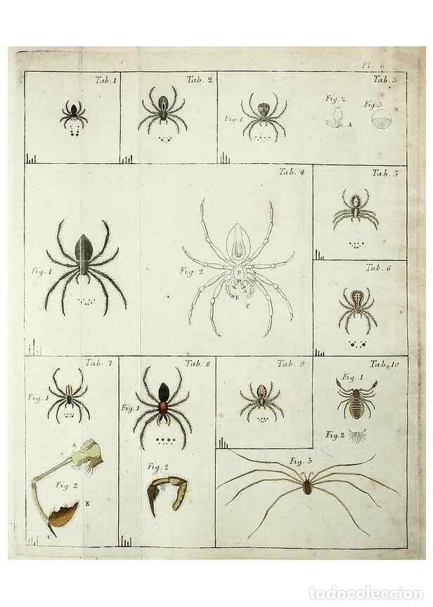 Collezionismo di Riviste e Giornali: Reproducci&oacute;n/Reproduction 49806409893: Svenska spindlar. Stockholmiae :Literis Laur. Salvii,MDCCLVII