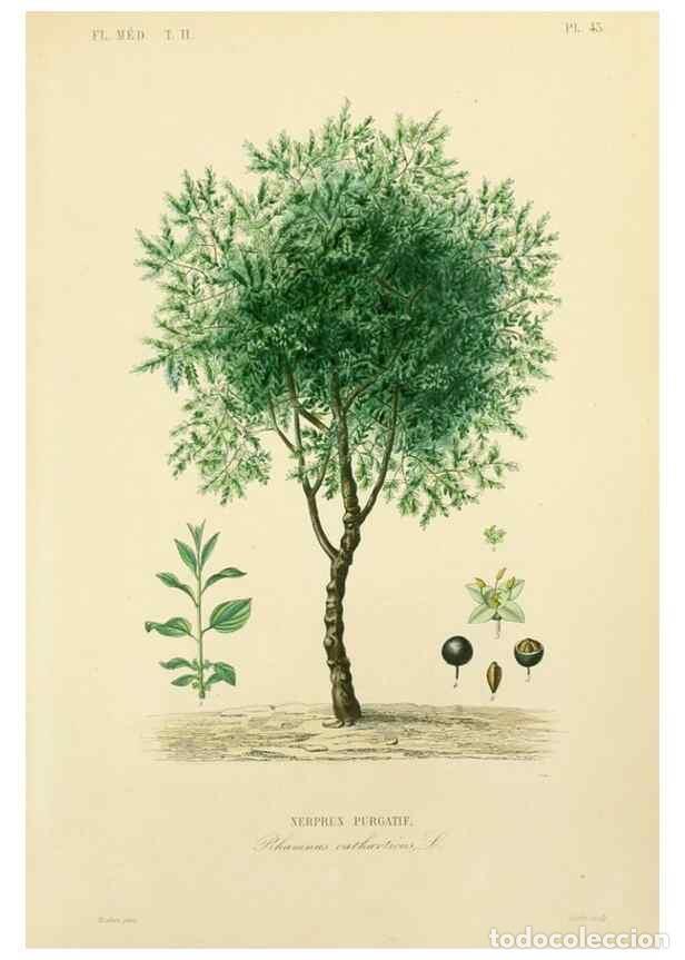 Collezionismo di Riviste e Giornali: Reproducci&oacute;n/Reproduction 49583637221: Le R&egrave;gne v&eacute;g&eacute;tal;. Paris,L. Gu&eacute;rin,1870-72.. - R&eacute;veil, O.