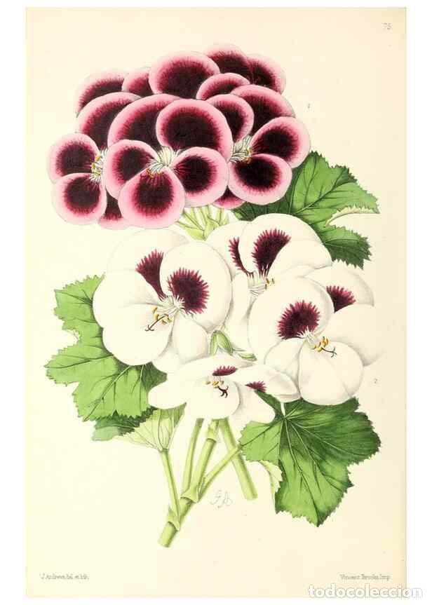 Collezionismo di Riviste e Giornali: Reproducci&oacute;n/Reproduction 49797765752: The floral magazine;. London,L. Reeve & Co.. - Dombrain, Henr