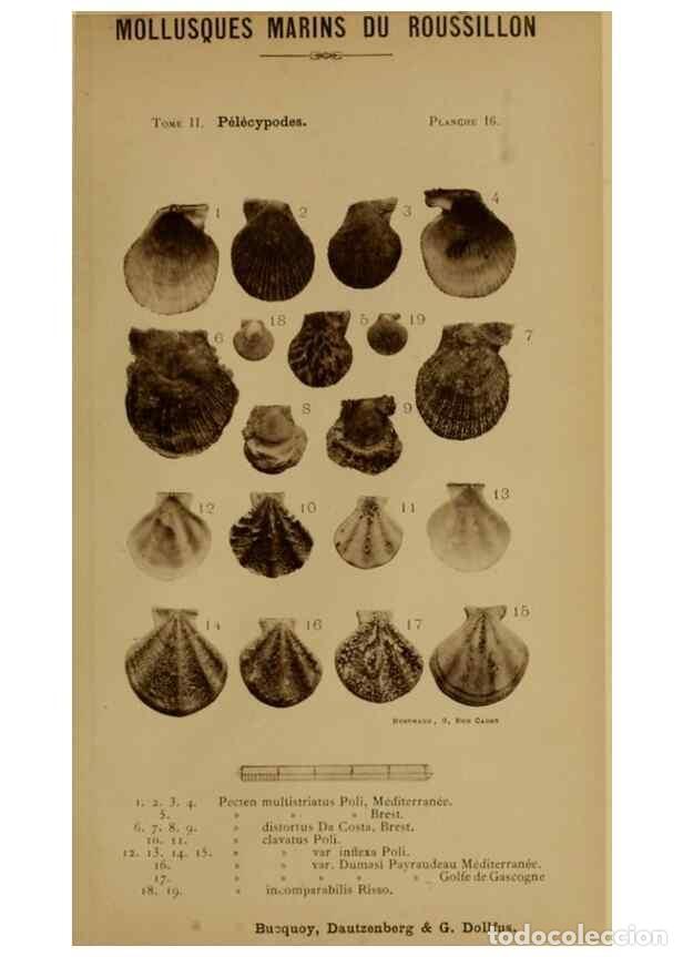 Collezionismo di Riviste e Giornali: Reproducci&oacute;n/Reproduction 49807266067: Les mollusques marins du Roussillon. Paris :J.-B. Bailli&egrave;re,[