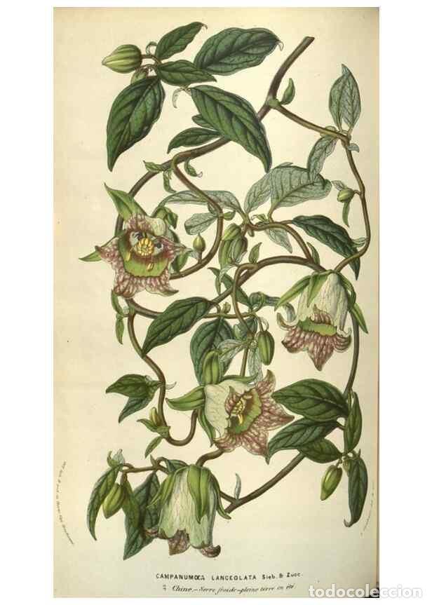 Collection Magazines and Newspapers: Reproducci&oacute;n/Reproduction 49584067842: Flore des serres et des jardins de l'Europe. A Gand :chez Lou