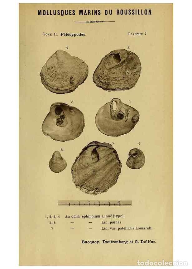 Collection Magazines and Newspapers: Reproducci&oacute;n/Reproduction 49806398408: Les mollusques marins du Roussillon. Paris :J.-B. Bailli&egrave;re,[