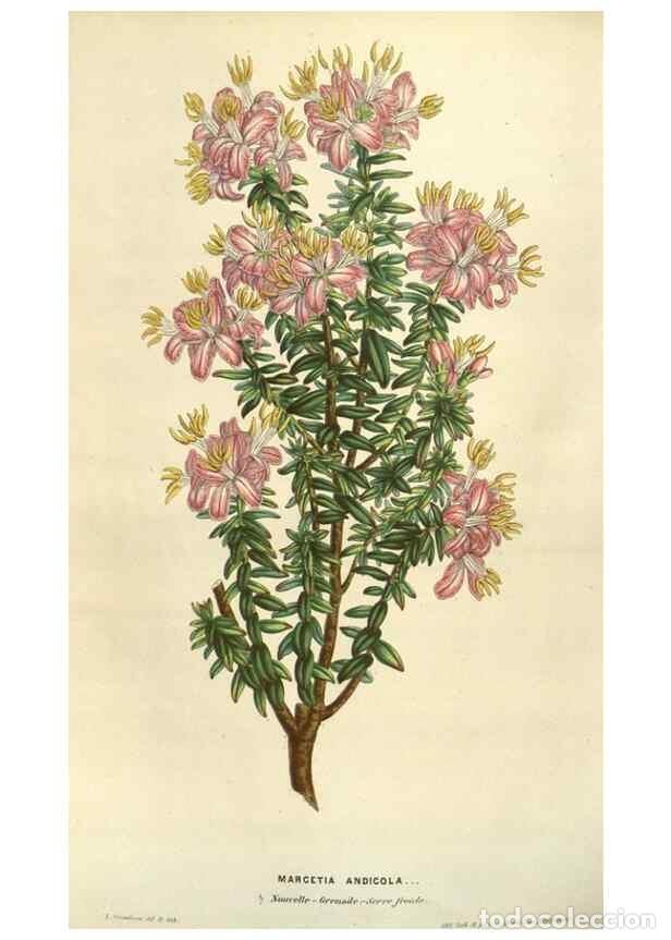 Collection Magazines and Newspapers: Reproducci&oacute;n/Reproduction 49584063857: Flore des serres et des jardins de l'Europe. A Gand :chez Lou