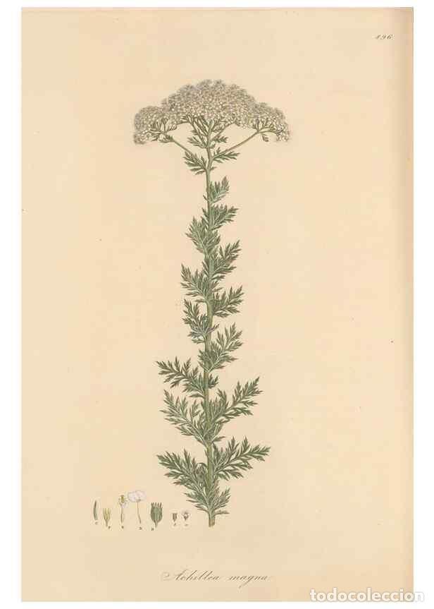 Collection Magazines and Newspapers: Reproducci&oacute;n/Reproduction 49580144817: Flora Graeca, sive, Plantarum rariorum historia, quas in prov