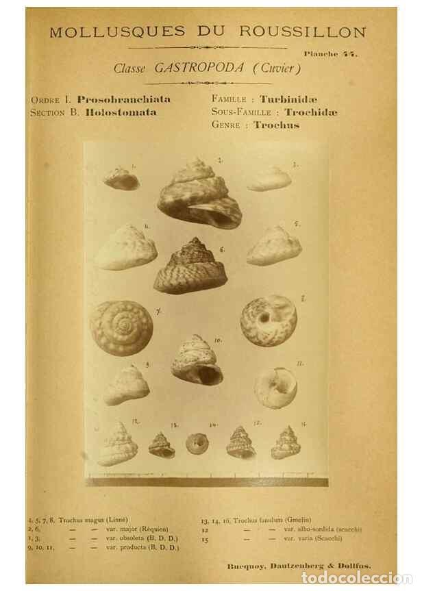 Collection Magazines and Newspapers: Reproducci&oacute;n/Reproduction 49806853541: Les mollusques marins du Roussillon. Paris :J.-B. Bailli&egrave;re,[