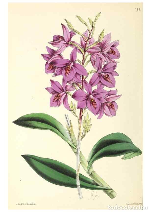 Collection Magazines and Newspapers: Reproducci&oacute;n/Reproduction 49797361666: The floral magazine;. London,L. Reeve & Co.. - Dombrain, Henr