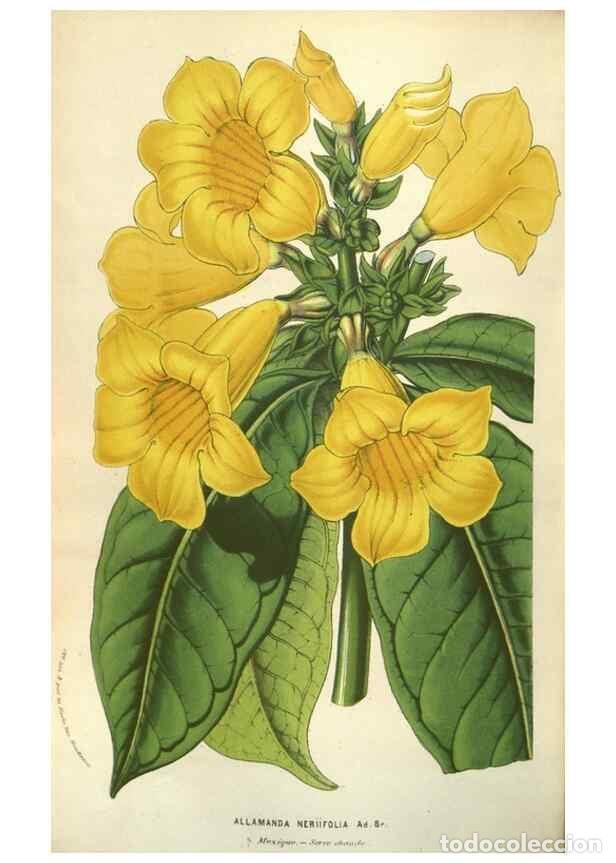 Collection Magazines and Newspapers: Reproducci&oacute;n/Reproduction 49583828621: Flore des serres et des jardins de l'Europe. A Gand :chez Lou