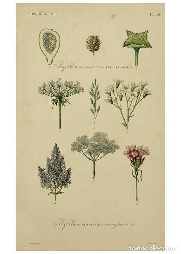 Collection Magazines and Newspapers: Reproducci&oacute;n/Reproduction 49583202136: Le R&egrave;gne v&eacute;g&eacute;tal;. Paris,L. Gu&eacute;rin,1870-72.. - R&eacute;veil, O.