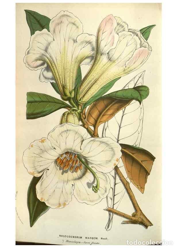 Collection Magazines and Newspapers: Reproducci&oacute;n/Reproduction 49583830076: Flore des serres et des jardins de l'Europe. A Gand :chez Lou