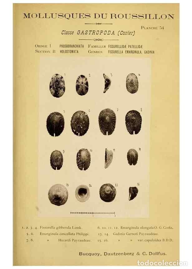 Collection Magazines and Newspapers: Reproducci&oacute;n/Reproduction 49806303463: Les mollusques marins du Roussillon. Paris :J.-B. Bailli&egrave;re,[