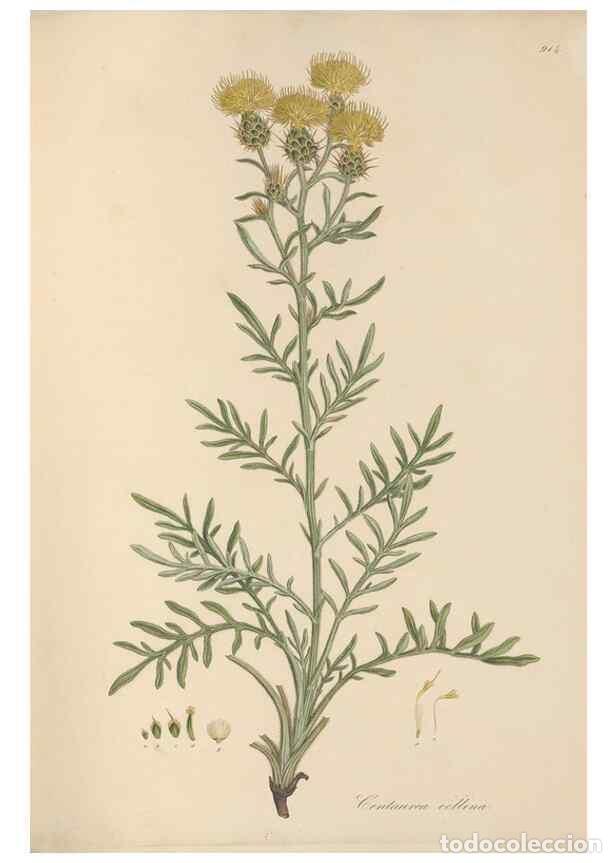 Collezionismo di Riviste e Giornali: Reproducci&oacute;n/Reproduction 49579589458: Flora Graeca, sive, Plantarum rariorum historia, quas in prov