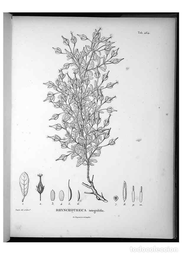 Collezionismo di Riviste e Giornali: Reproducci&oacute;n/Reproduction 49556584531: Nova genera et species plantarum :. Antverpiae :Ex officina C