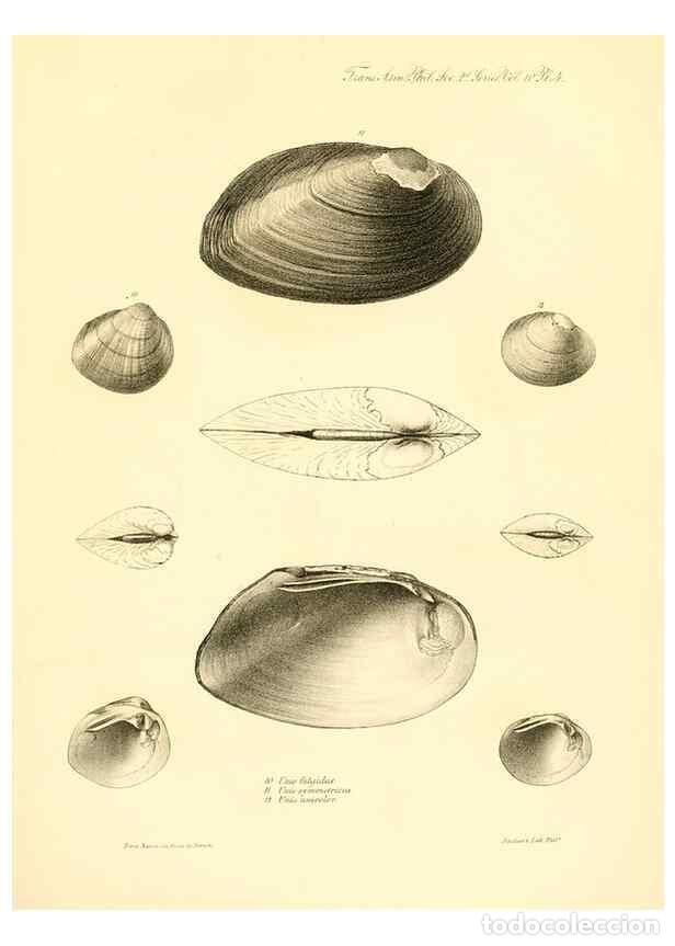 Sammeln von Zeitschriften und Zeitungen: Reproducci&oacute;n/Reproduction 49807319447: Transactions of the American Philosophical Society.. Philadel