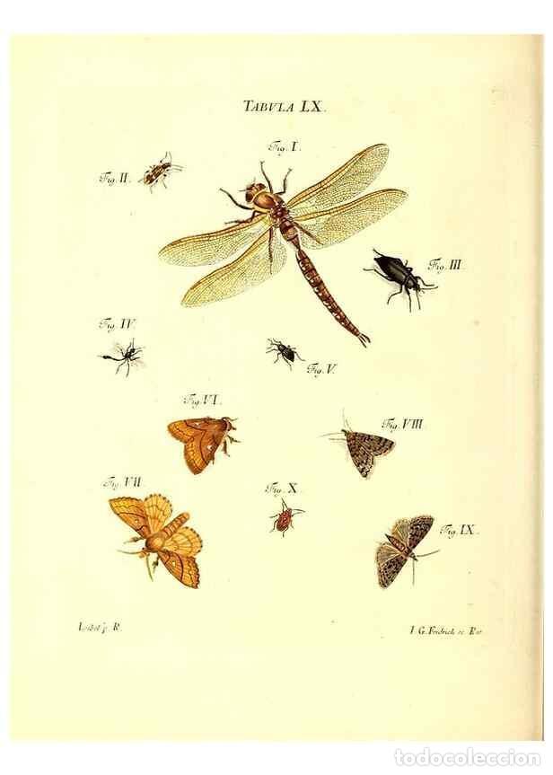 Sammeln von Zeitschriften und Zeitungen: Reproducci&oacute;n/Reproduction 49810602077: Iacobi Christiani Schaefferi s.s. theologiae et philosophiae