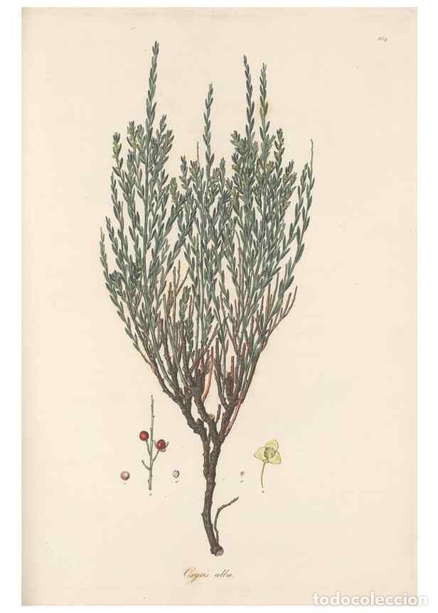 Sammeln von Zeitschriften und Zeitungen: Reproducci&oacute;n/Reproduction 49580329737: Flora Graeca, sive, Plantarum rariorum historia, quas in prov