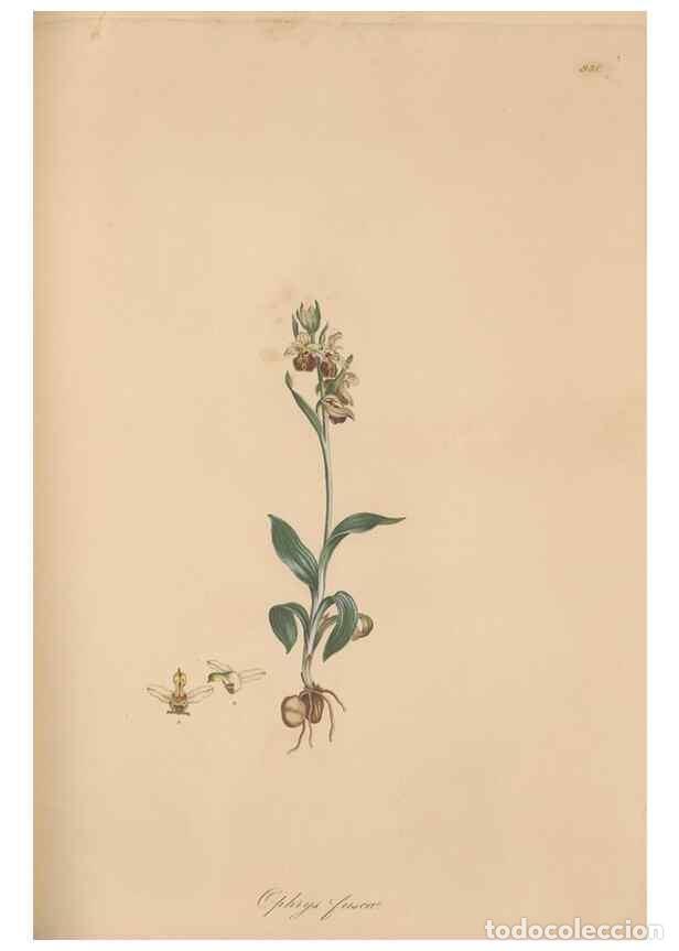 Sammeln von Zeitschriften und Zeitungen: Reproducci&oacute;n/Reproduction 49580095326: Flora Graeca, sive, Plantarum rariorum historia, quas in prov