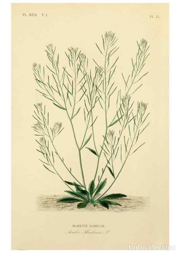 Collection Magazines and Newspapers: Reproducci&oacute;n/Reproduction 49583749687: Le R&egrave;gne v&eacute;g&eacute;tal;. Paris,L. Gu&eacute;rin,1870-72.. - R&eacute;veil, O.