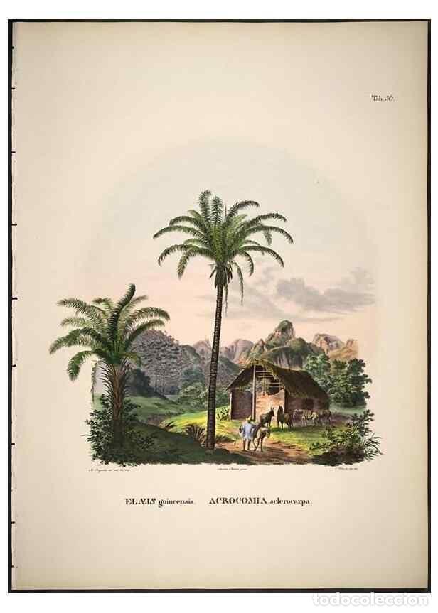 Collection Magazines and Newspapers: Reproducci&oacute;n/Reproduction 49785114618: Historia naturalis palmarum. Lipsiae: T.O. Weigel, [1823-50].