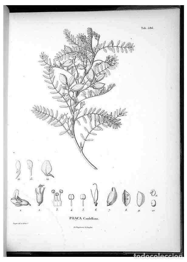 Collection Magazines and Newspapers: Reproducci&oacute;n/Reproduction 49556631066: Nova genera et species plantarum :. Antverpiae :Ex officina C