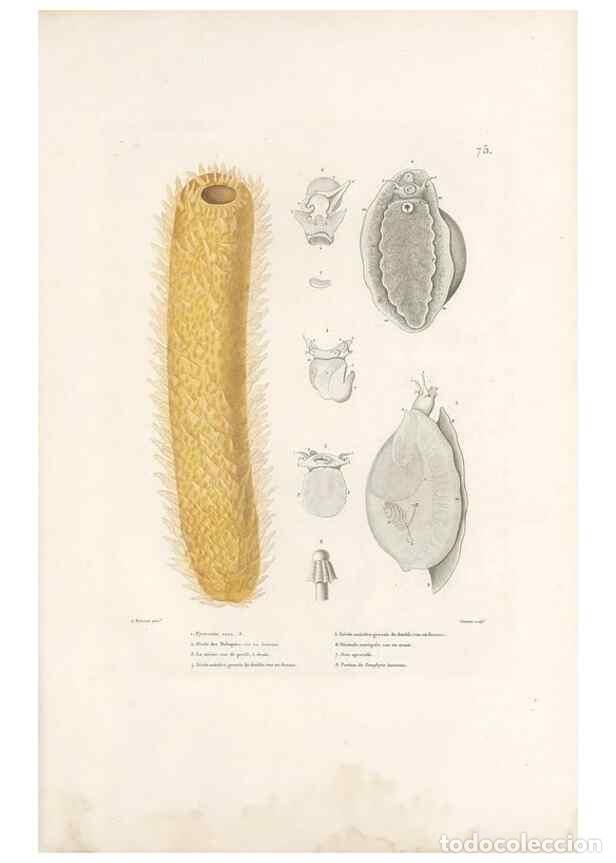 Collection Magazines and Newspapers: Reproducci&oacute;n/Reproduction 49814212486: Voyage autour du monde, entrepris par ordre du roi.. Paris,Ch