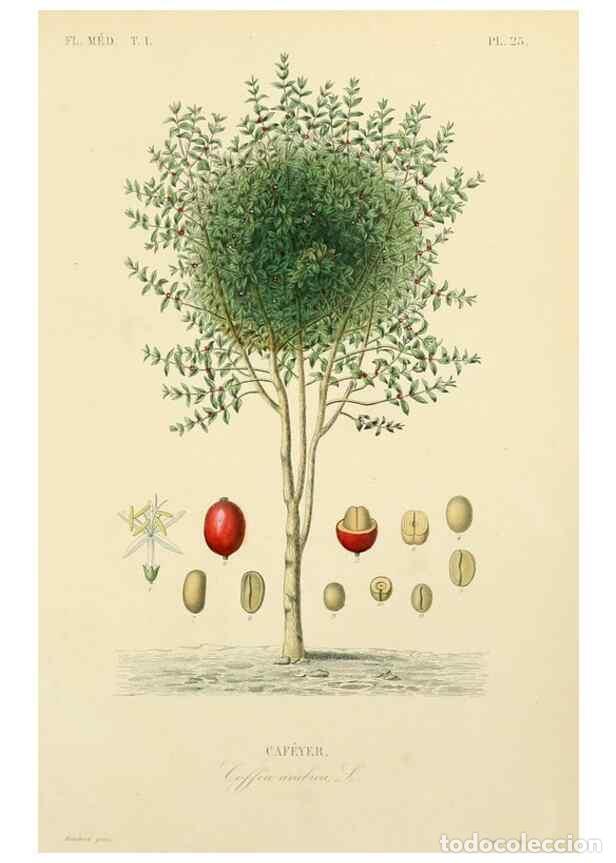 Collection Magazines and Newspapers: Reproducci&oacute;n/Reproduction 49583517151: Le R&egrave;gne v&eacute;g&eacute;tal;. Paris,L. Gu&eacute;rin,1870-72.. - R&eacute;veil, O.