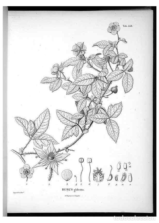 Collection Magazines and Newspapers: Reproducci&oacute;n/Reproduction 49556863512: Nova genera et species plantarum :. Antverpiae :Ex officina C