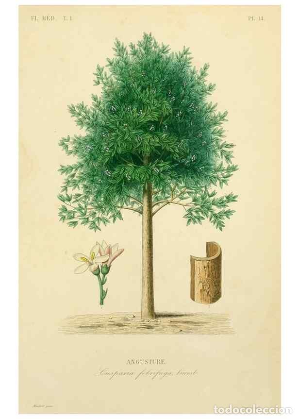 Collection Magazines and Newspapers: Reproducci&oacute;n/Reproduction 49583749462: Le R&egrave;gne v&eacute;g&eacute;tal;. Paris,L. Gu&eacute;rin,1870-72.. - R&eacute;veil, O.