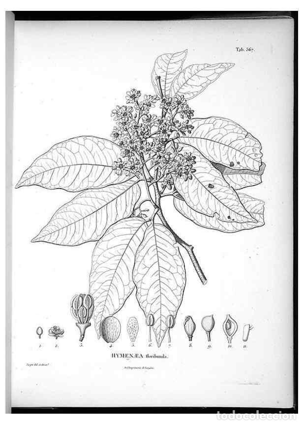Collection Magazines and Newspapers: Reproducci&oacute;n/Reproduction 49556131008: Nova genera et species plantarum :. Antverpiae :Ex officina C