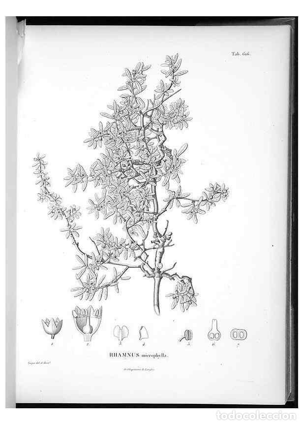 Collection Magazines and Newspapers: Reproducci&oacute;n/Reproduction 49556662806: Nova genera et species plantarum :. Antverpiae :Ex officina C