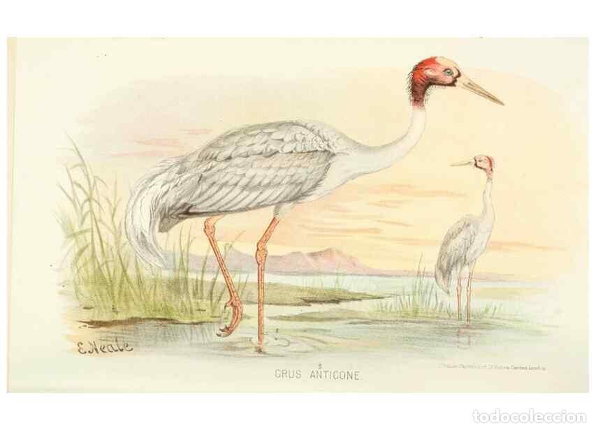 Collection Magazines and Newspapers: Reproducci&oacute;n/Reproduction 49785693586: Indian sporting birds /. London :Francis Edwards,1915.. - Fin