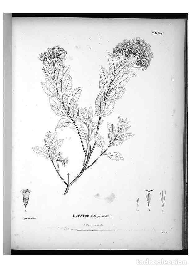 Collection Magazines and Newspapers: Reproducci&oacute;n/Reproduction 49556742717: Nova genera et species plantarum :. Antverpiae :Ex officina C