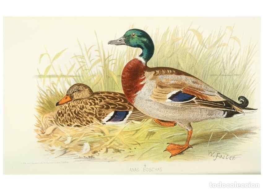 Collectionnisme de Revues et Journaux: Reproducci&oacute;n/Reproduction 49785158763: Indian sporting birds /. London :Francis Edwards,1915.. - Fin