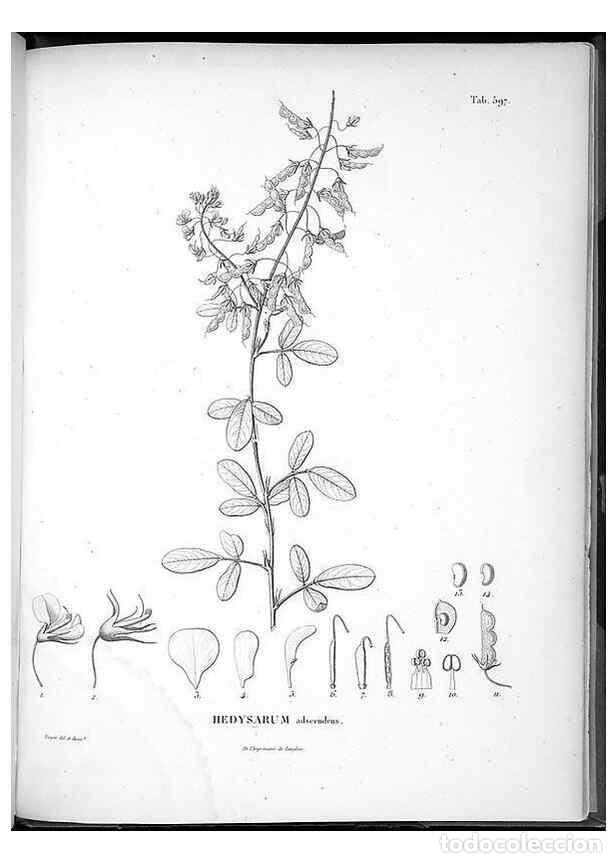 Collectionnisme de Revues et Journaux: Reproducci&oacute;n/Reproduction 49556870002: Nova genera et species plantarum :. Antverpiae :Ex officina C
