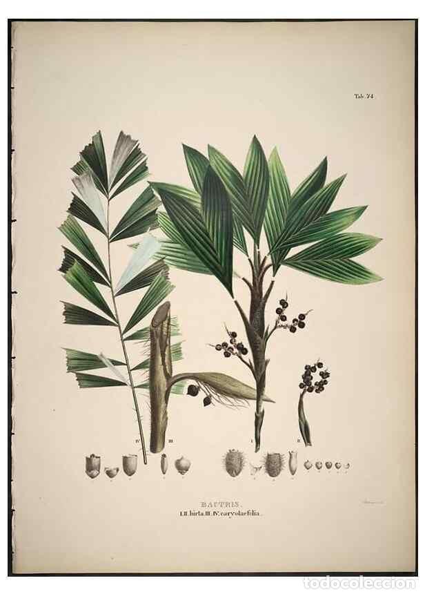 Collectionnisme de Revues et Journaux: Reproducci&oacute;n/Reproduction 49785654936: Historia naturalis palmarum. Lipsiae: T.O. Weigel, [1823-50].