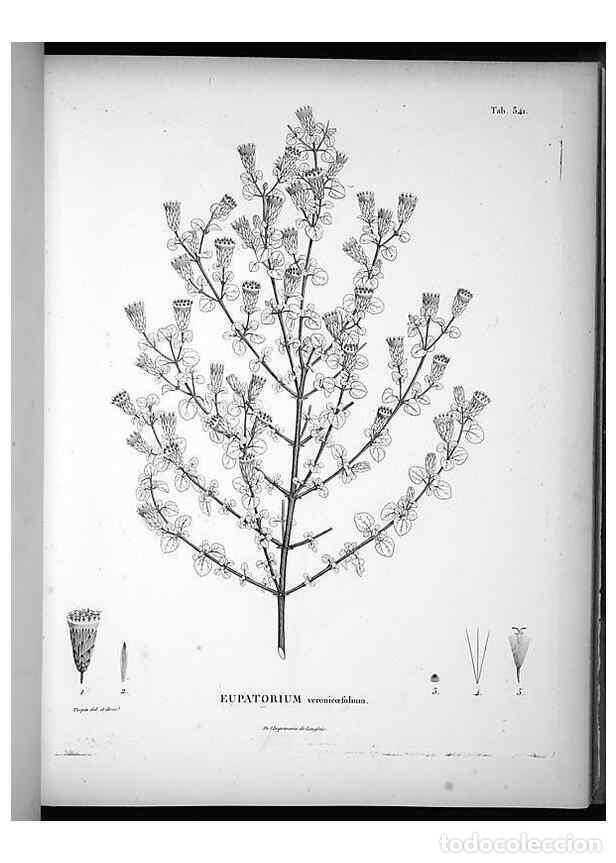 Collectionnisme de Revues et Journaux: Reproducci&oacute;n/Reproduction 49556741227: Nova genera et species plantarum :. Antverpiae :Ex officina C