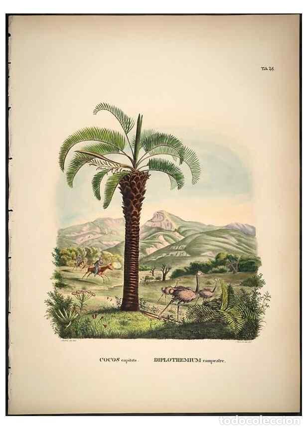 Collectionnisme de Revues et Journaux: Reproducci&oacute;n/Reproduction 49785120663: Historia naturalis palmarum. Lipsiae: T.O. Weigel, [1823-50].