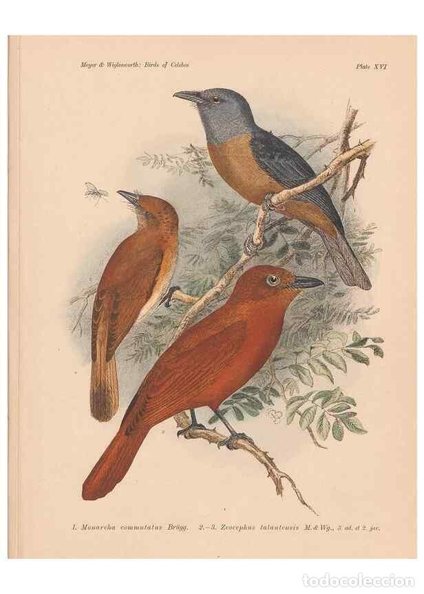 Sammeln von Zeitschriften und Zeitungen: Reproducci&oacute;n/Reproduction 49813427333: The birds of Celebes and the neighbouring islands /. Berlin :