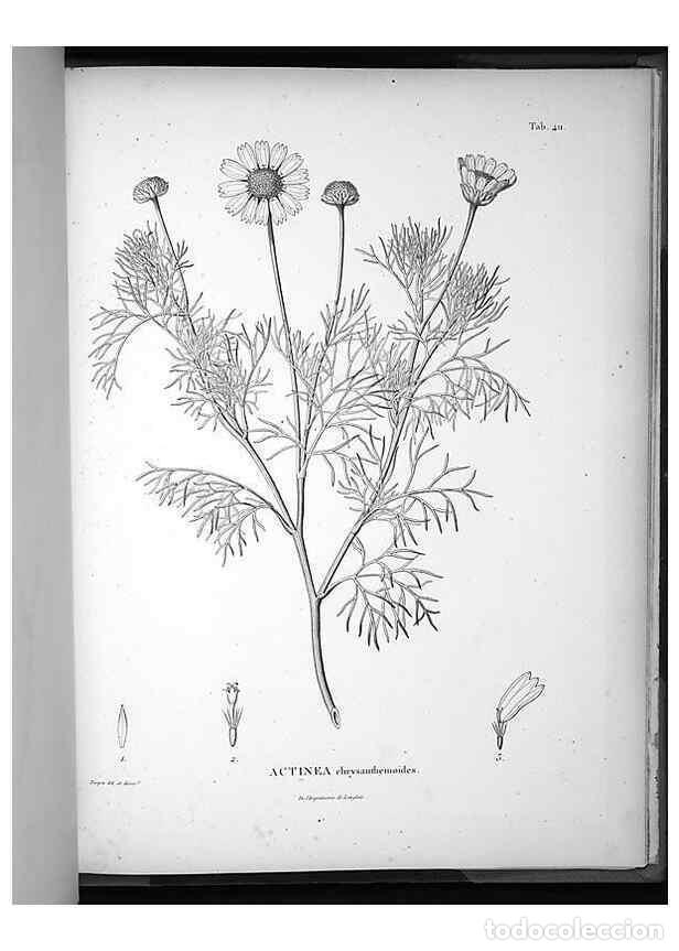 Sammeln von Zeitschriften und Zeitungen: Reproducci&oacute;n/Reproduction 49556755502: Nova genera et species plantarum :. Antverpiae :Ex officina C
