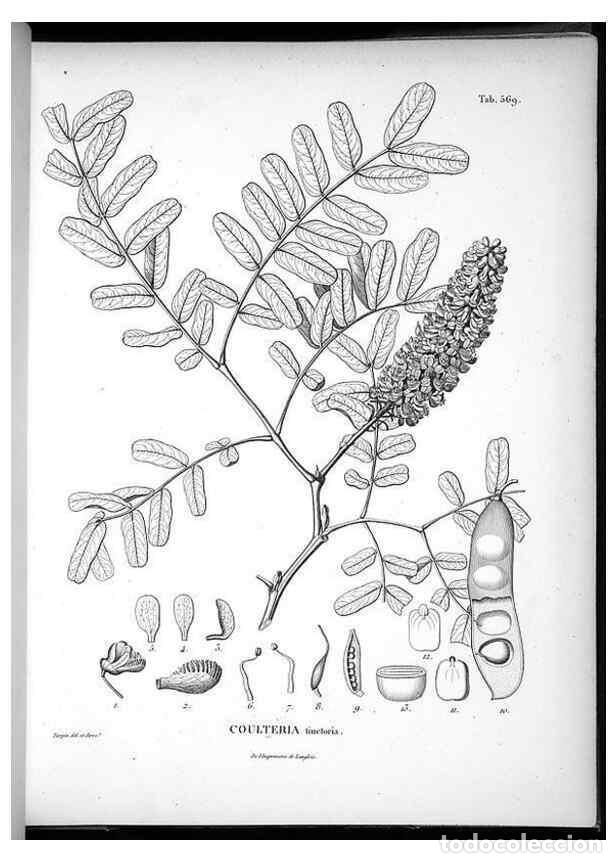 Sammeln von Zeitschriften und Zeitungen: Reproducci&oacute;n/Reproduction 49556865477: Nova genera et species plantarum :. Antverpiae :Ex officina C