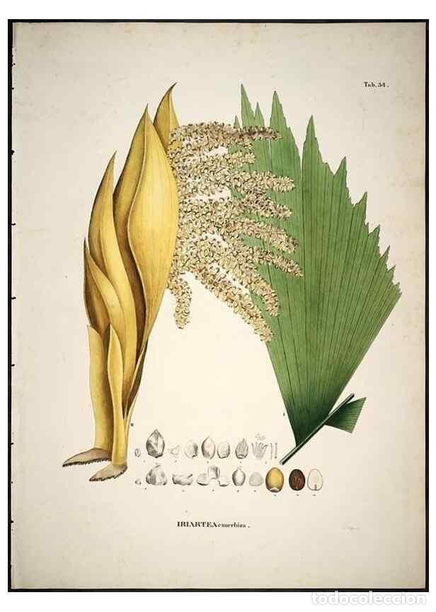 Sammeln von Zeitschriften und Zeitungen: Reproducci&oacute;n/Reproduction 49785966557: Historia naturalis palmarum. Lipsiae: T.O. Weigel, [1823-50].