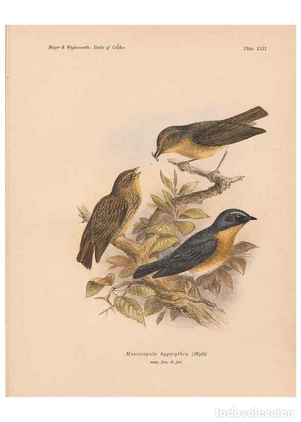 Sammeln von Zeitschriften und Zeitungen: Reproducci&oacute;n/Reproduction 49813966956: The birds of Celebes and the neighbouring islands /. Berlin :