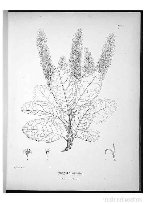 Sammeln von Zeitschriften und Zeitungen: Reproducci&oacute;n/Reproduction 49556410586: Nova genera et species plantarum :. Antverpiae :Ex officina C