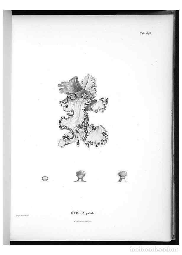 Sammeln von Zeitschriften und Zeitungen: Reproducci&oacute;n/Reproduction 49556902472: Nova genera et species plantarum :. Antverpiae :Ex officina C