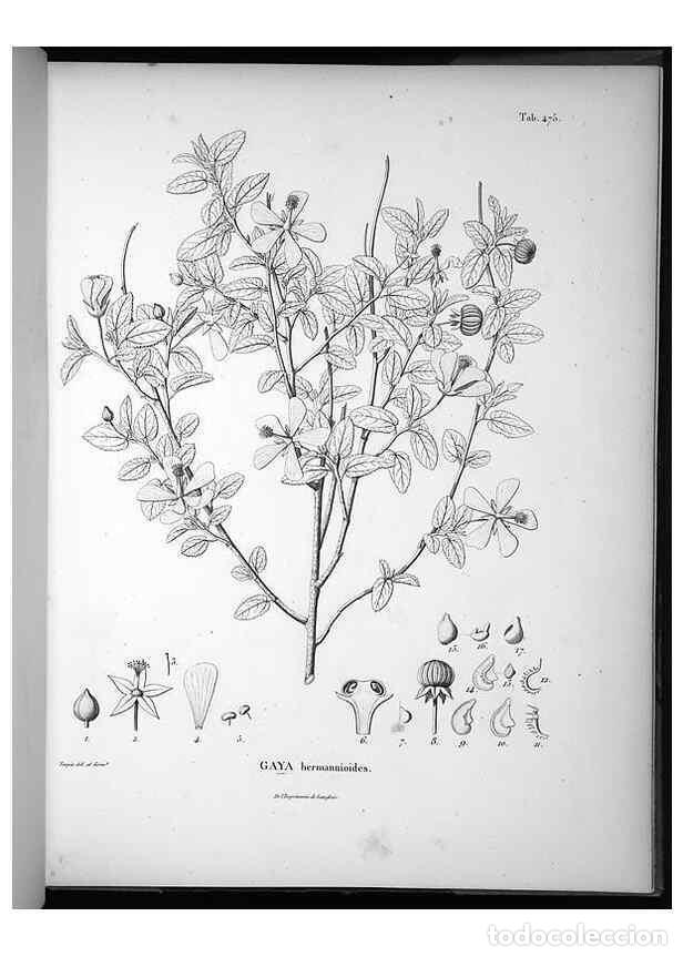 Sammeln von Zeitschriften und Zeitungen: Reproducci&oacute;n/Reproduction 49556586391: Nova genera et species plantarum :. Antverpiae :Ex officina C