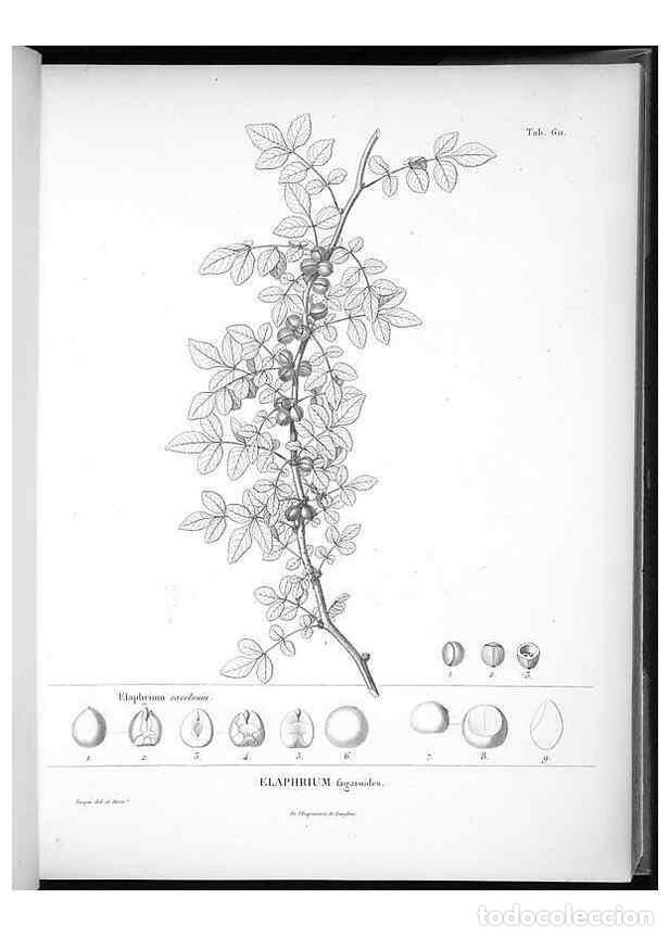 Sammeln von Zeitschriften und Zeitungen: Reproducci&oacute;n/Reproduction 49556899367: Nova genera et species plantarum :. Antverpiae :Ex officina C