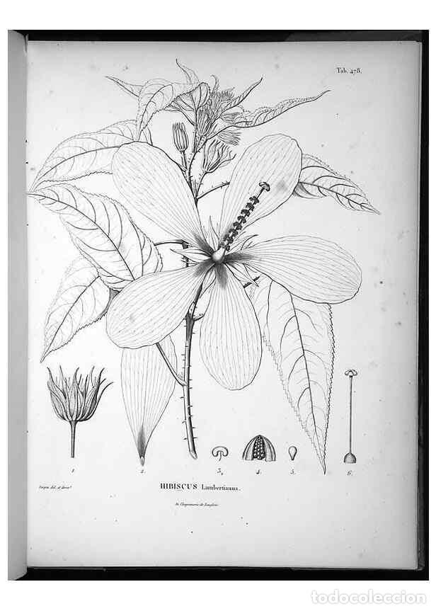 Sammeln von Zeitschriften und Zeitungen: Reproducci&oacute;n/Reproduction 49556090013: Nova genera et species plantarum :. Antverpiae :Ex officina C